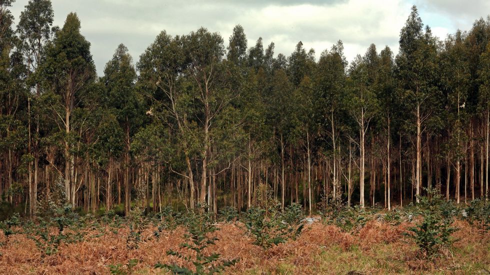Presentamos unha batería de medidas a fin dunha política agroforestal ...